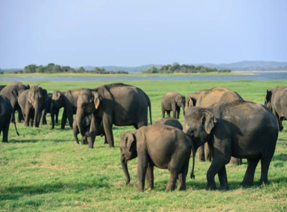 Wildlife & Safari Adventure